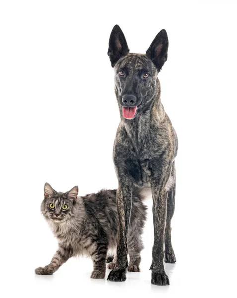 Dutch Shepherd Maine Coon Front White Background — Stock Photo, Image