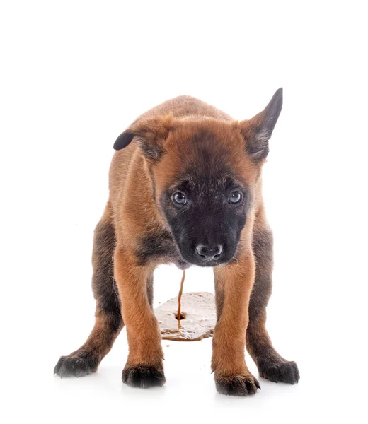 Beyaz Arka Plan Önünde Köpek Yavrusu Belçika Çoban — Stok fotoğraf