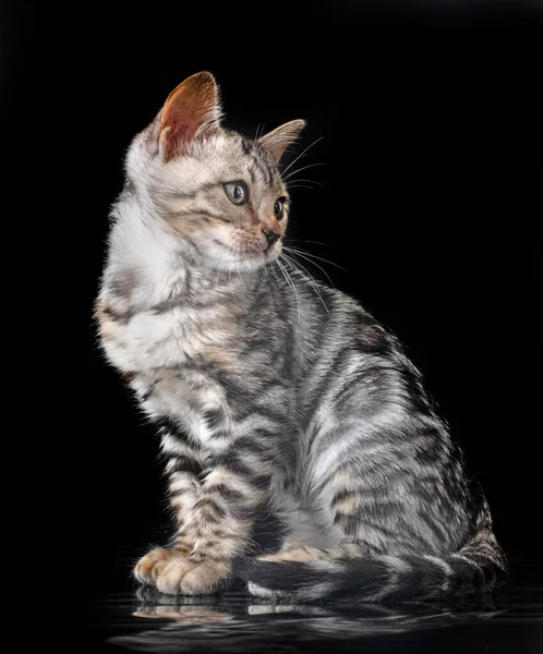 stock image bengal cat in front of black background