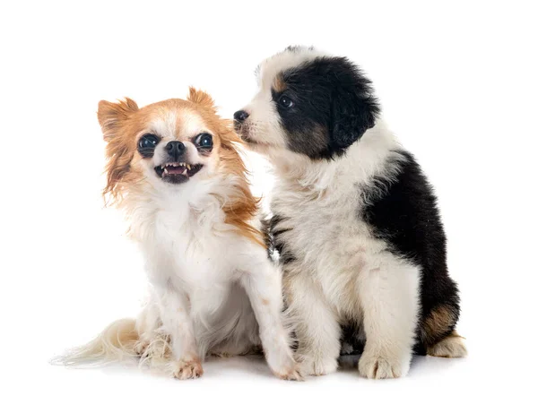 Beyaz Arka Planda Minyatür Amerikan Çoban Köpeği Chihuahua — Stok fotoğraf