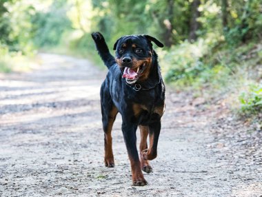 Yetişkin Rottweiler yazın doğada koşuyor.