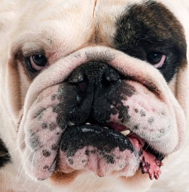 Beyaz arkaplan önünde İngiliz Bulldog 'u