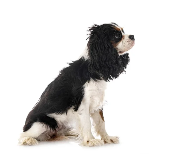 Cavalier King Charles Front White Background — стоковое фото