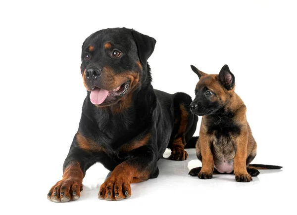 Welpe Belgischer Schäferhund Und Rottweiler Vor Weißem Hintergrund — Stockfoto