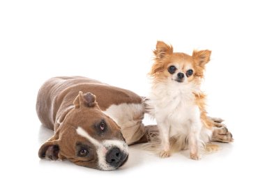 Amerikan personeli Terrier ve Chihuahua beyaz arka planda.