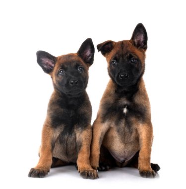 Yavru köpekler beyaz arkaplanın önünde Belçikalı çoban köpekleri