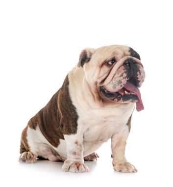 Beyaz arkaplan önünde İngiliz Bulldog 'u