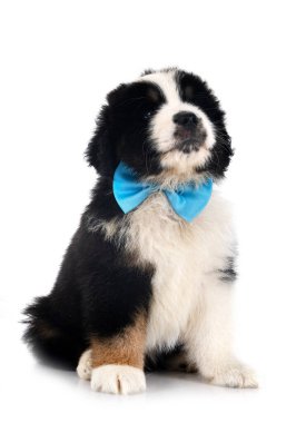 Beyaz arkaplan önünde minyatür Amerikan çoban köpeği