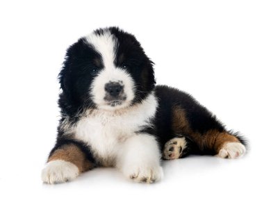 Beyaz arkaplan önünde minyatür Amerikan çoban köpeği