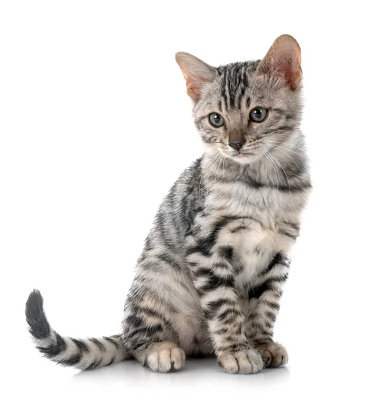 Bengal Kot Przed Białym Tle — Zdjęcie stockowe