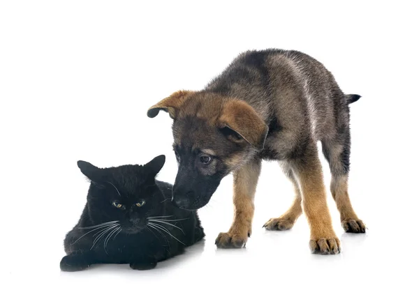 Welpe Schäferhund Und Katze Vor Weißem Hintergrund — Stockfoto