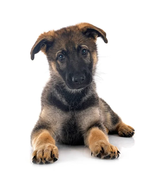 Beyaz Arka Planda Köpek Yavrusu Alman Çoban Köpeği — Stok fotoğraf