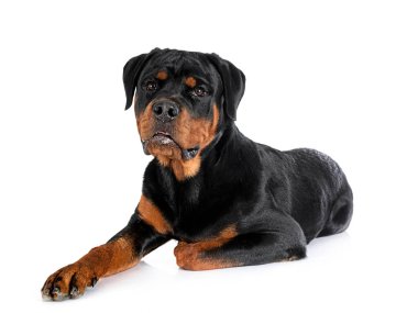 Beyaz arkaplan önünde köpek yavrusu rottweiler