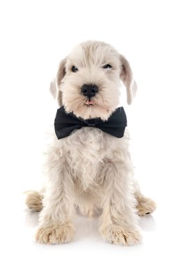 Beyaz arkaplan önünde köpek yavrusu minyatür schnauzer