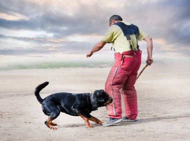 Genç Rottweiler koruma sporu ve polis eğitimi alıyor.