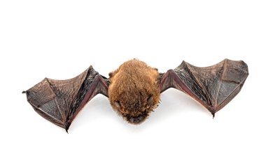Beyaz arkaplan önünde Pipistrellus pipistrellus