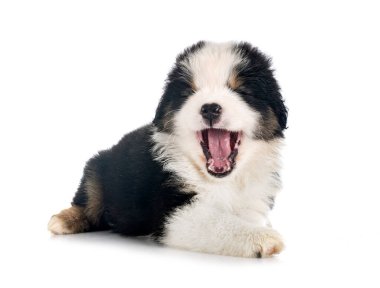 Beyaz arkaplan önünde minyatür Amerikan çoban köpeği