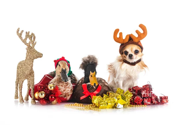 Ördekler, chihuahua ve beyaz arkaplan önünde noel