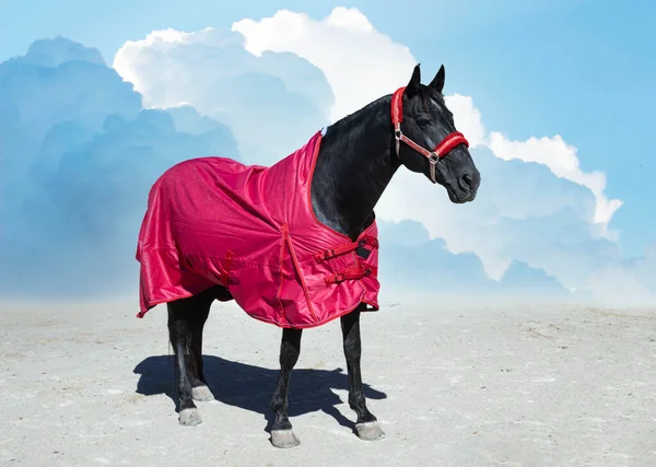 Black Horse His Horse Blanket Winter — ストック写真