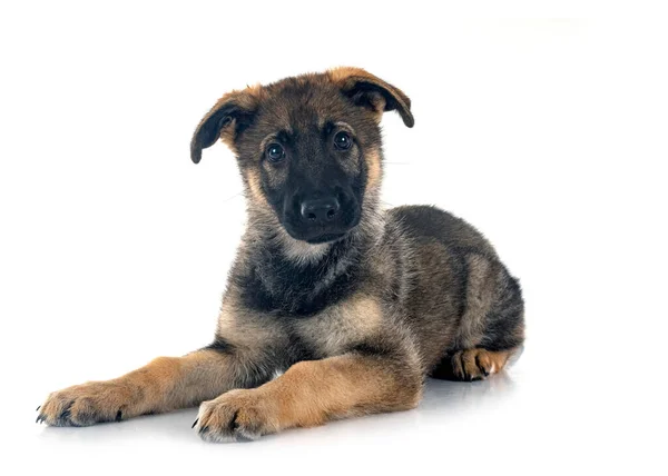 Puppy German Shepherd Front White Background — Stock Photo, Image