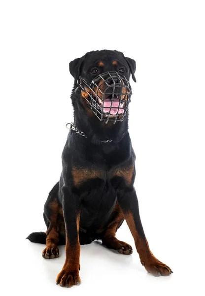 Rottweiler Raça Pura Focinho Frente Fundo Branco — Fotografia de Stock