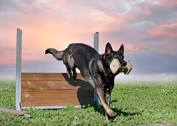 Junge Schäferhunde Trainieren Der Natur Für Den Gehorsamswettbewerb — Stockfoto