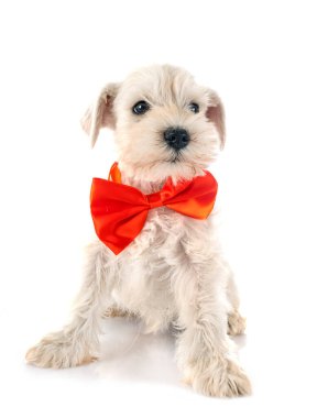 Beyaz arkaplan önünde köpek yavrusu minyatür schnauzer