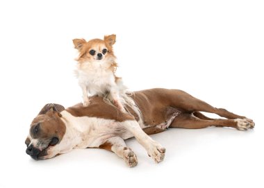 Amerikan personeli Terrier ve Chihuahua beyaz arka planda.