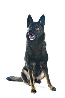 Beyaz arka plan önünde gri Alman çoban