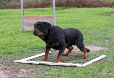Genç Rottweiler koruma sporu ve polis eğitimi alıyor.