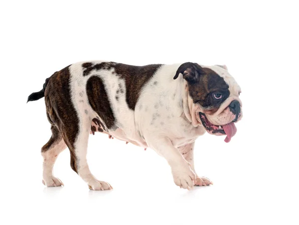 English Bulldog Front White Background — Stock Photo, Image