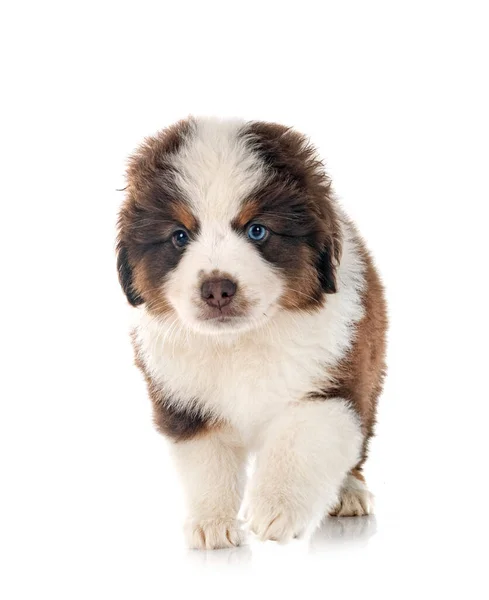 Beyaz Arkaplan Önünde Minyatür Amerikan Çoban Köpeği — Stok fotoğraf
