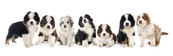 Amerikanische Schäferhunde Miniaturformat Vor Weißem Hintergrund — Stockfoto