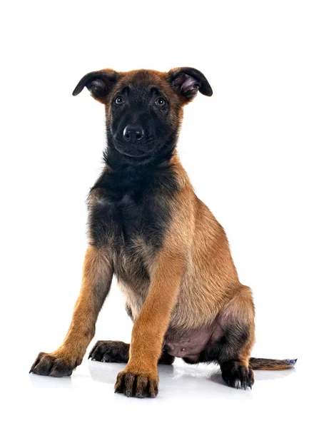 Valp Belgisk Vallhund Framför Vit Bakgrund — Stockfoto