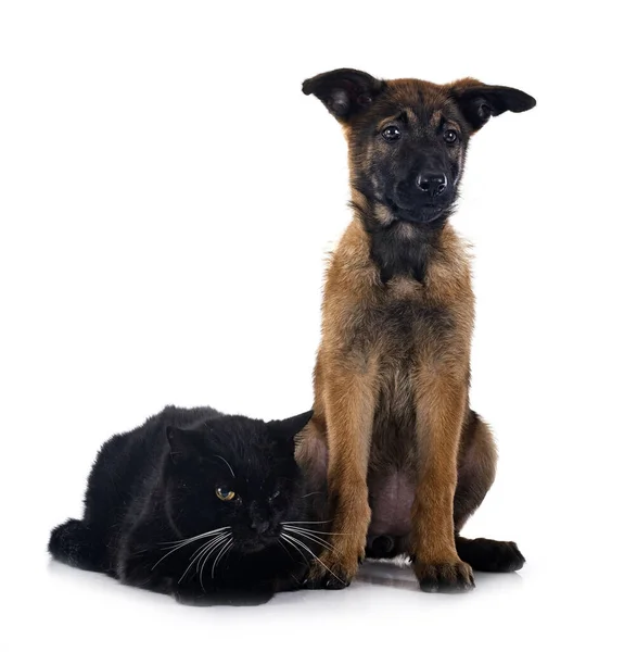 강아지 양치기와 고양이 — 스톡 사진