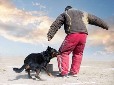 Beauce 'den gelen çoban köpeği güvenlik eğitimi alıyor.