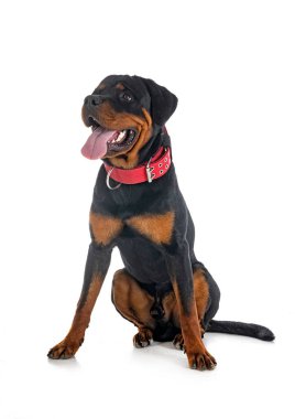 Beyaz arkaplan önünde köpek yavrusu rottweiler