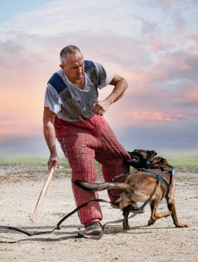 Genç Belçikalı çoban köpeği doğada güvenlik eğitimi alıyor.