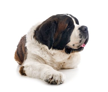 Saint bernard beyaz arka plan önünde