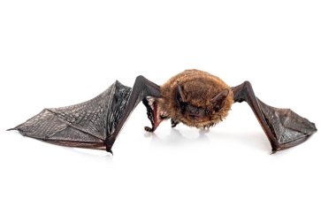 Beyaz arkaplan önünde Pipistrellus pipistrellus