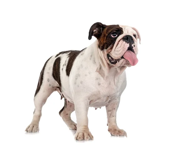 Inglês Bulldog Frente Fundo Branco — Fotografia de Stock