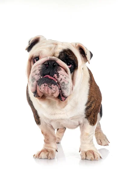Angol Bulldog Előtt Fehér Háttér — Stock Fotó