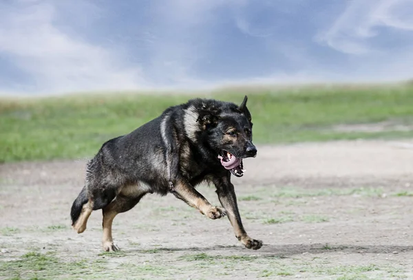 Young German Shepherd Training Nature Obedience — Stock Photo, Image