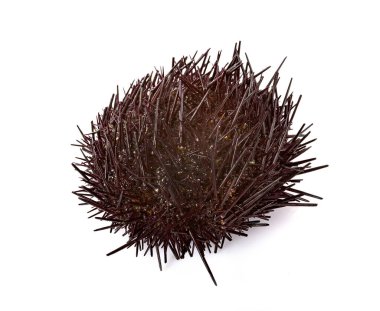 Beyaz arka planda deniz kestanesi