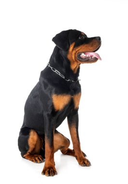 Beyaz arkaplan önünde köpek yavrusu rottweiler