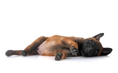 Beyaz arka plan önünde köpek yavrusu Belçika çoban