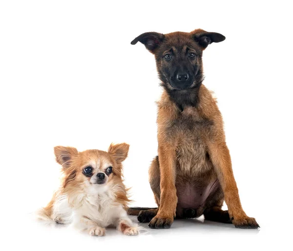 Welpe Belgischer Schäferhund Und Chihuahua Vor Weißem Hintergrund — Stockfoto
