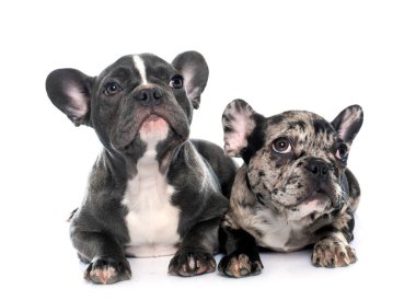 Yavru köpekler beyaz arka planda Fransız bulldog 'u