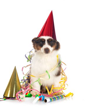 Beyaz arkaplan önünde minyatür Amerikan çoban köpeği