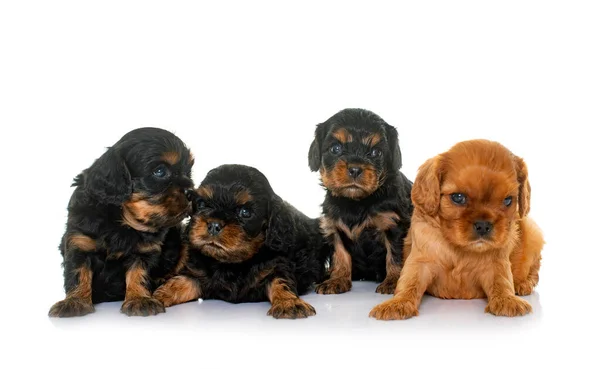 Puppies Cavalier King Charles Front White Background — Stock Photo, Image